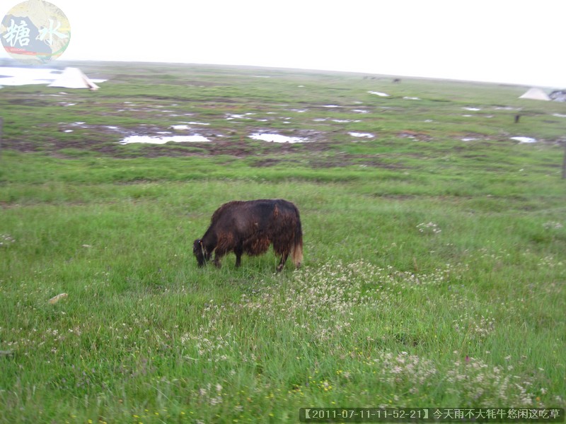 【2011-07-11-11-52-21】今天雨不大牦牛悠闲这吃草.jpg
