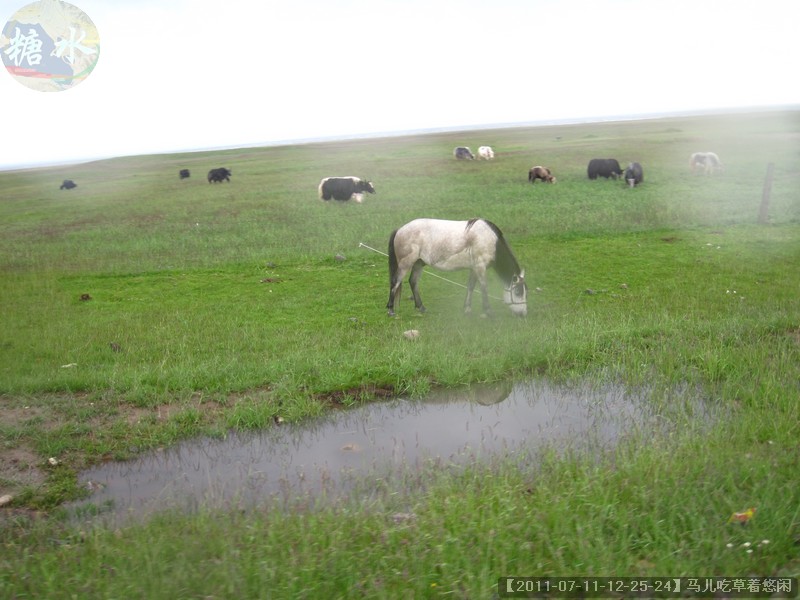 【2011-07-11-12-25-24】马儿吃草着悠闲.jpg