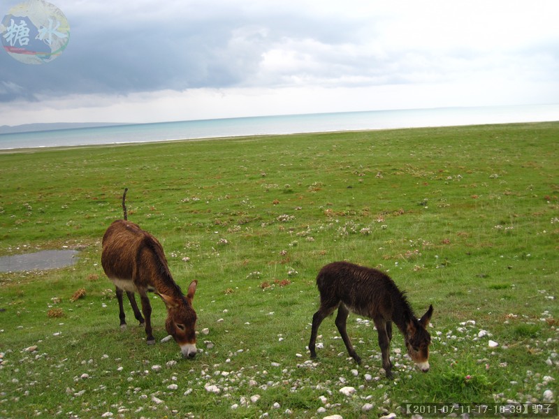 【2011-07-11-17-18-39】驴子.jpg