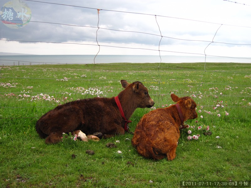【2011-07-11-17-38-09】牛犊.jpg