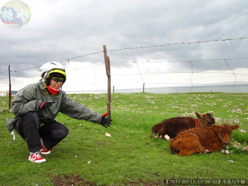 【2011-07-11-17-39-33】羊羔与牛犊.jpg