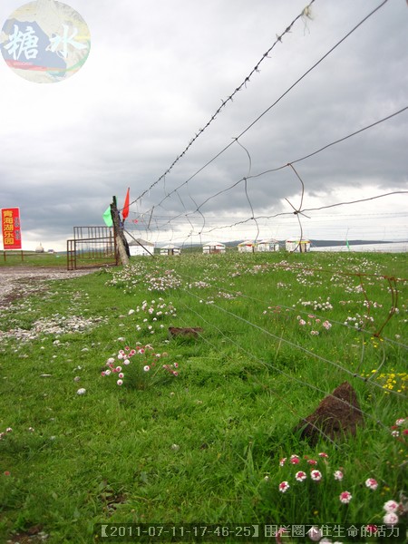 【2011-07-11-17-46-25】围栏圈不住生命的活力.jpg
