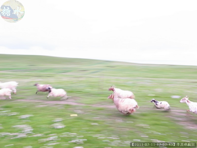 【2011-07-11-17-52-43】羊羔也疯狂.jpg