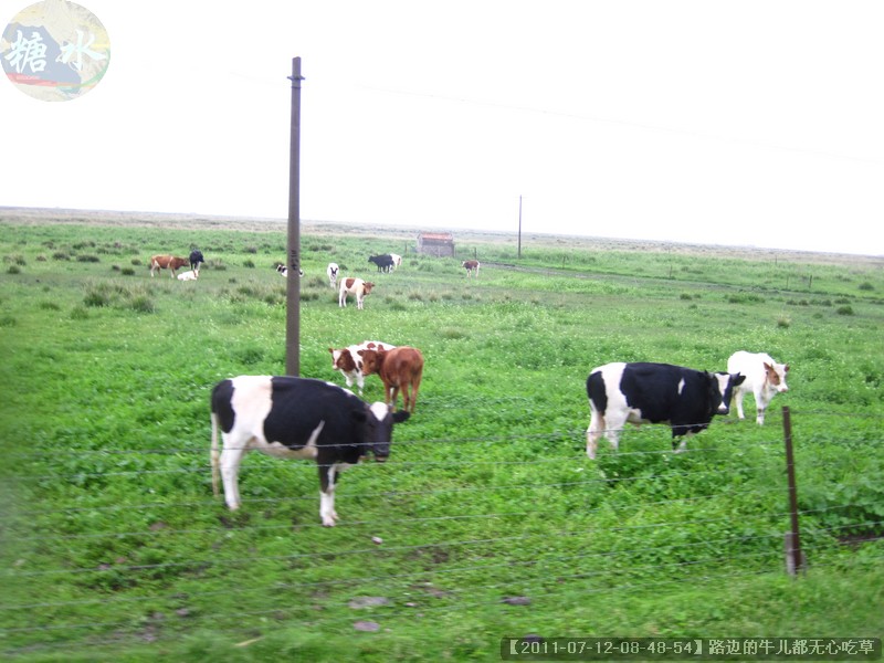 【2011-07-12-08-48-54】路边的牛儿都无心吃草.jpg