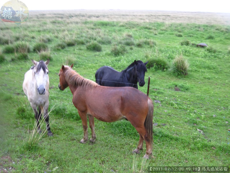【2011-07-12-08-49-19】马儿也呆站着.jpg