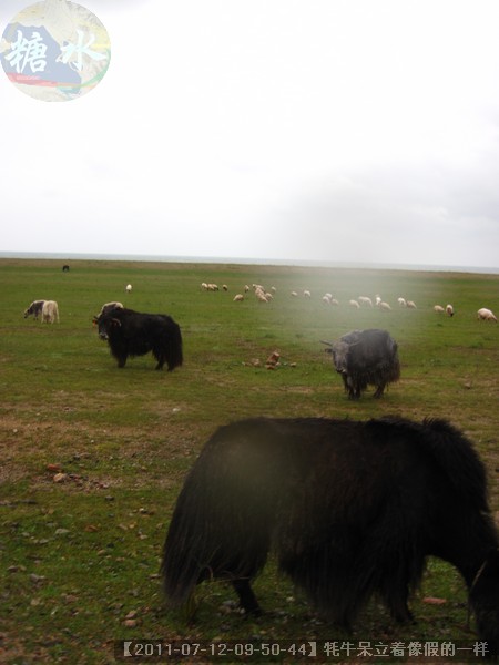 【2011-07-12-09-50-44】牦牛呆立着像假的一样.jpg