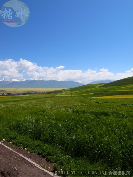 【2011-07-14-11-06-16】青稞也很美.jpg