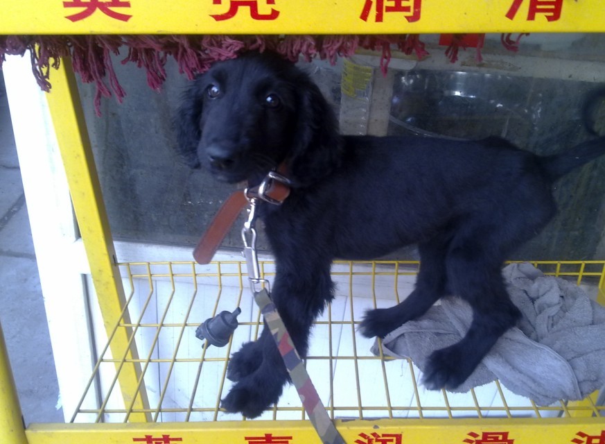 回来路上修车店看到的小狗