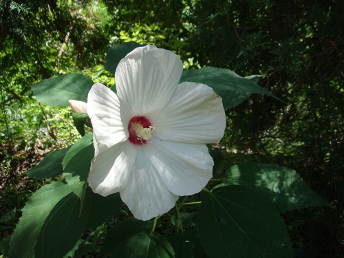 DSC02680 (500x375).jpg