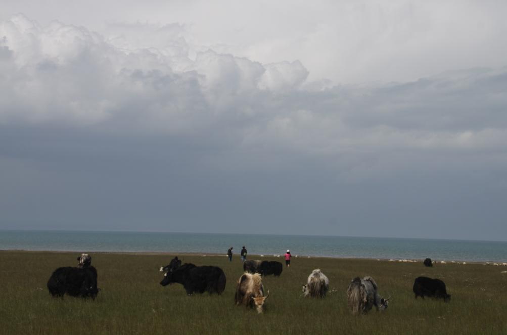 D4：湖边牦牛 羊群 我们.jpg