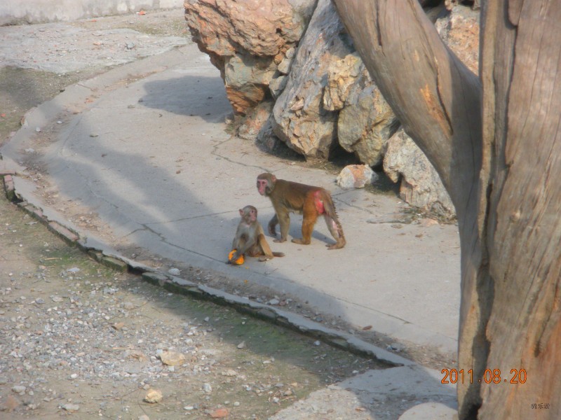 公园里的猴子