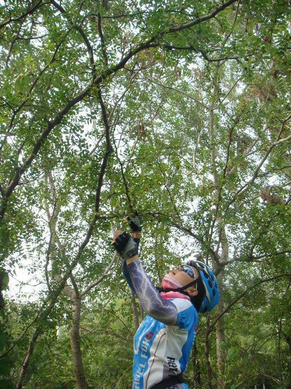 熟的全在上面够不着