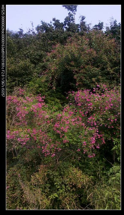 【满山的花儿，我知道过不了多久你们将因为寒冷而凋谢，但是我们明年还会重逢，因为大山永远在这里，永远宁 ...