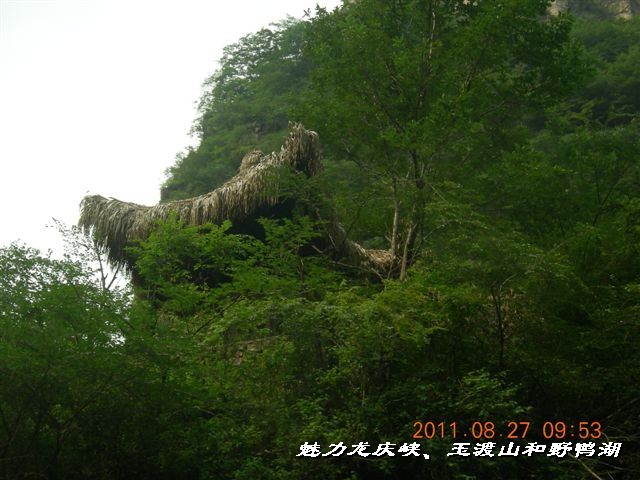 BigBull_DSCN0133.JPG