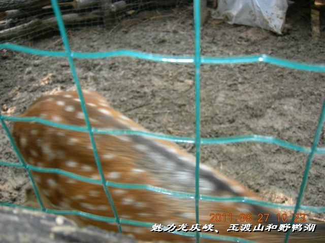 BigBull_DSCN0163.JPG