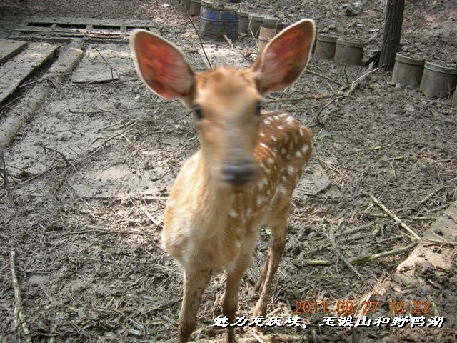 BigBull_DSCN0164.JPG