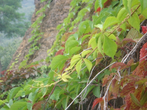 DSC05400 (500x375).jpg