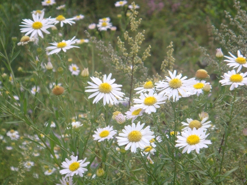 DSC05414 (500x375).jpg