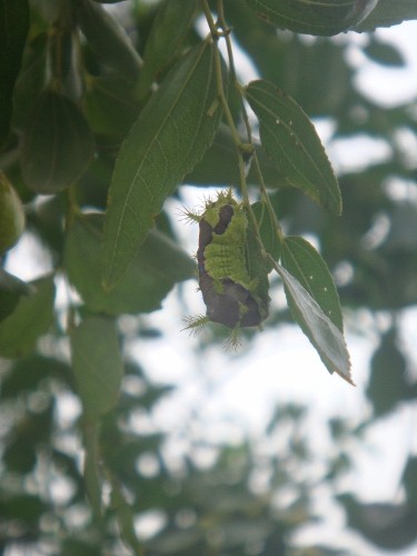 DSC05445 (500x375).jpg