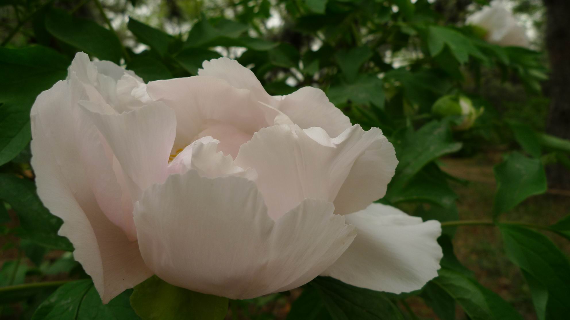 调整大小 P1050735.JPG