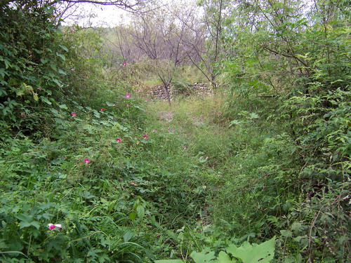 几乎看不出来的山间小路