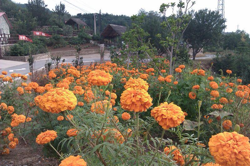 从禅房下来 一路放到底