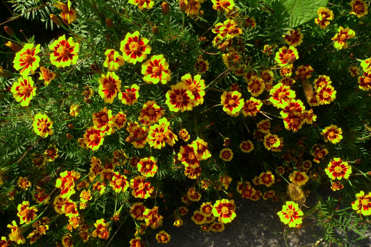 调整大小 P1070472.JPG