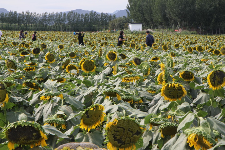 照片 050_调整大小.jpg