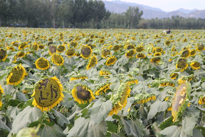 照片 052_调整大小.jpg