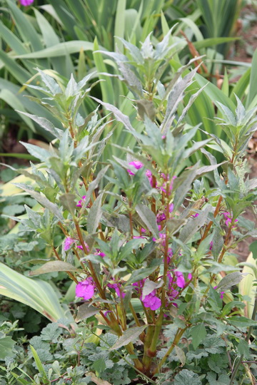 照片 126_调整大小.jpg