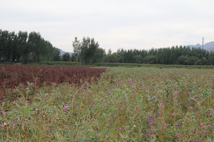 照片 147_调整大小.jpg