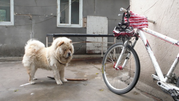 宝贝你喜欢这车