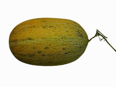 哈密瓜.jpg