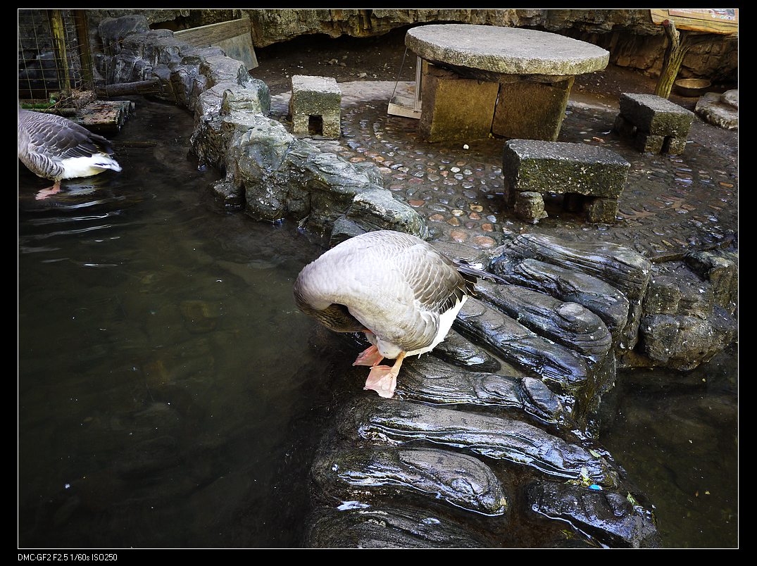 肥鹅，得做几盘啊。。。