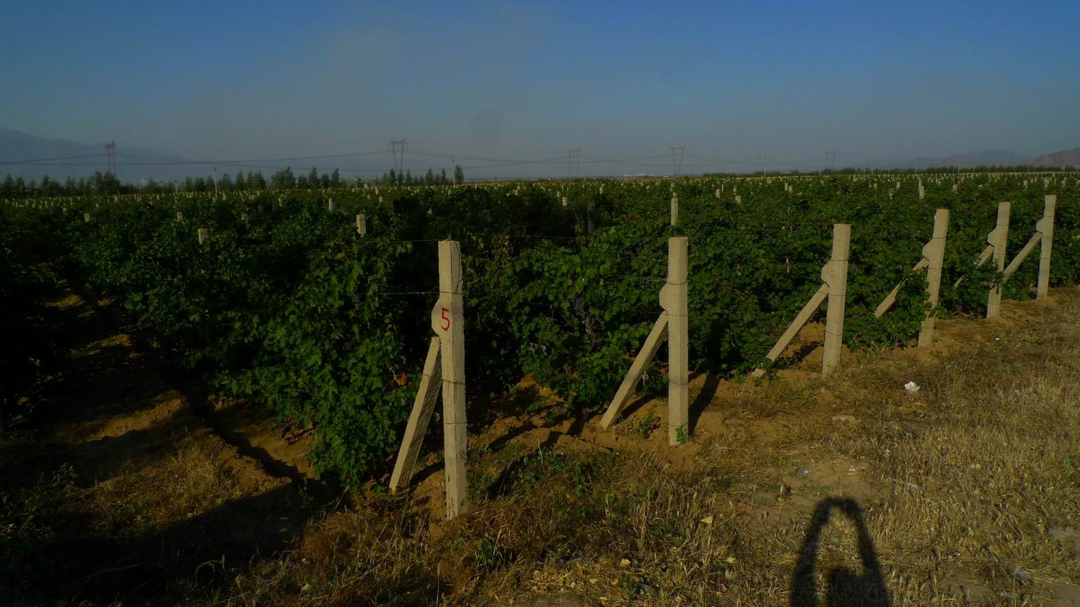 怀来的葡萄种植园