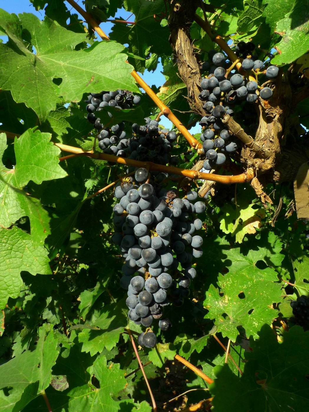 珍珠霞。。酿酒的原料