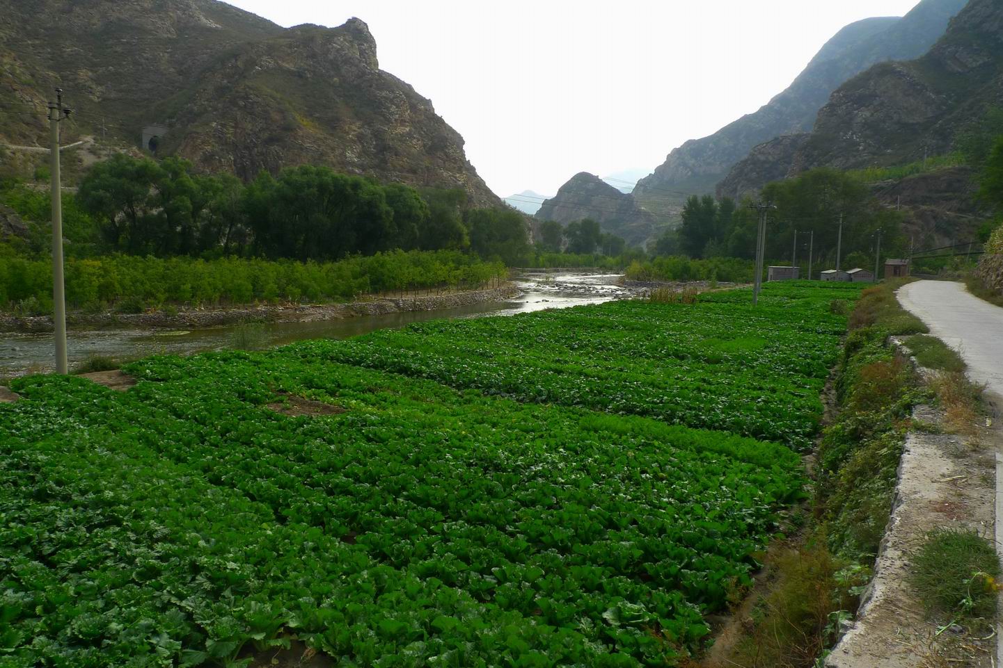 底下种的是白菜