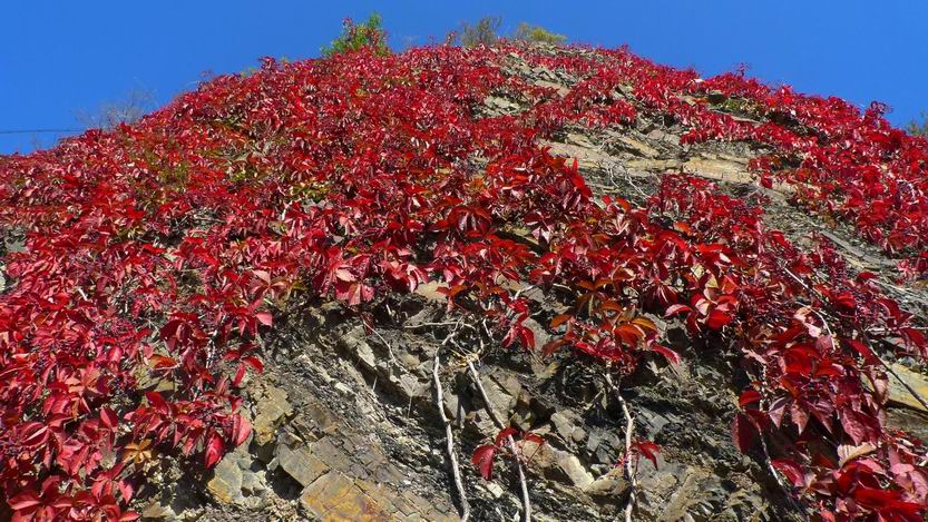 爬满山崖的藤木