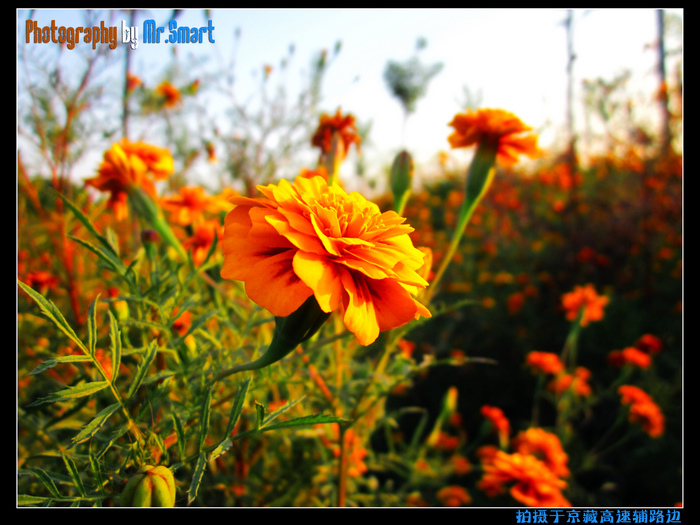 京藏辅路边的花.jpg