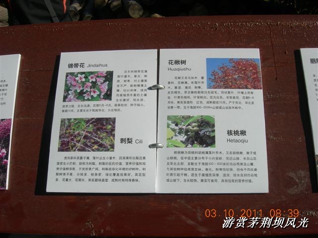 BigBull_DSCN0117 (3).JPG