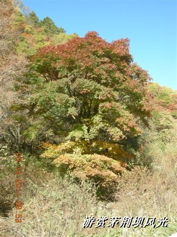 BigBull_DSCN0142 (3).JPG