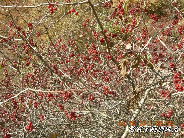 BigBull_DSCN0148 (3).JPG