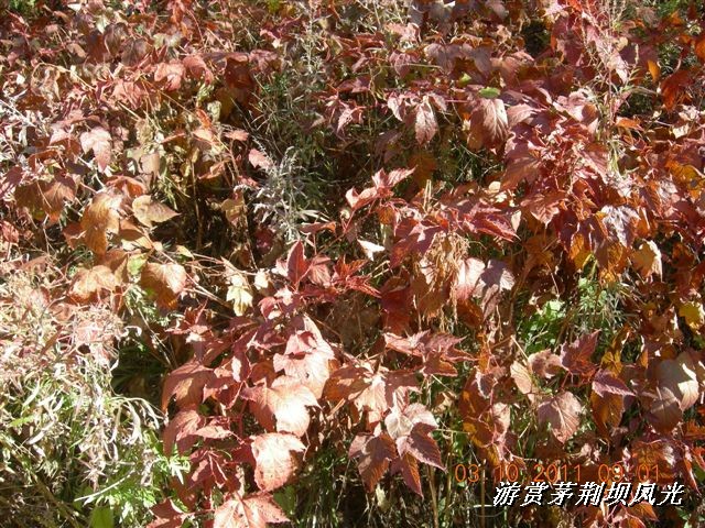 BigBull_DSCN0156 (1).JPG