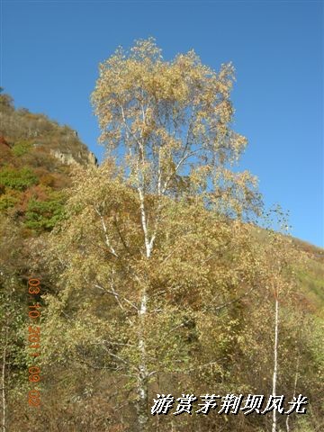 BigBull_DSCN0158 (1).JPG