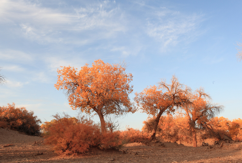 胡杨林.jpg