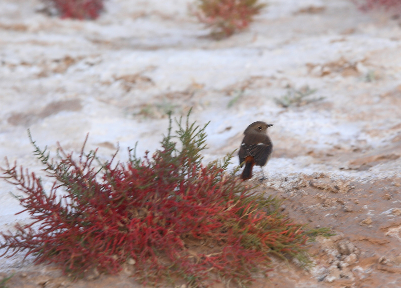 盐碱地中的小鸟