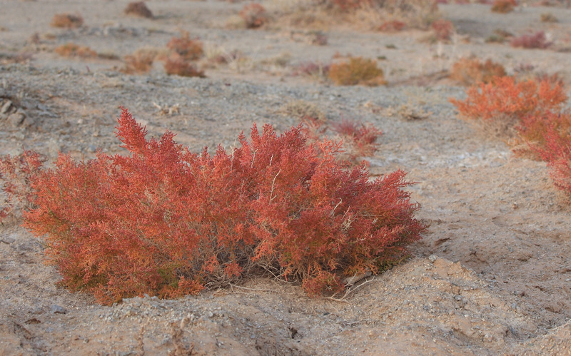 沙地旺盛的生命