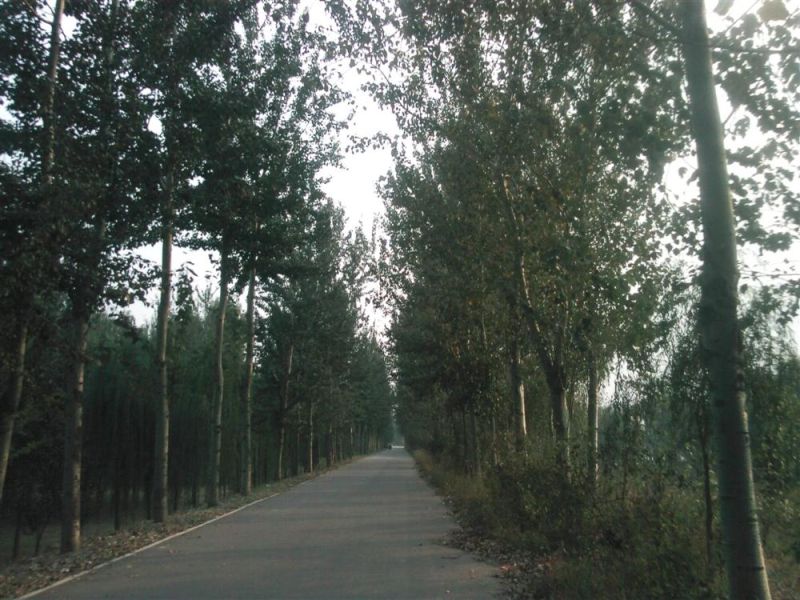 这段路感觉特别适合练车