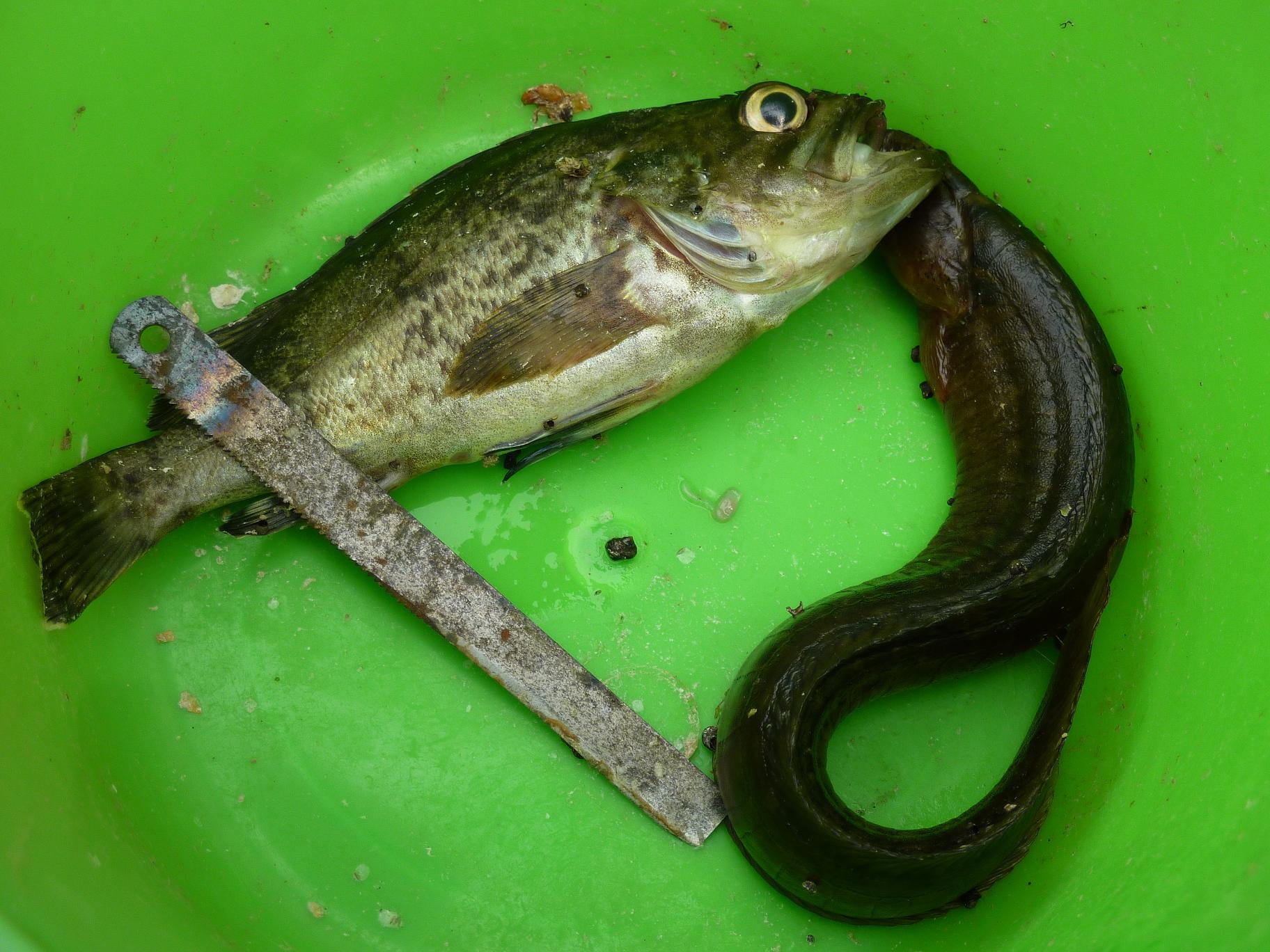 我們釣到的魚，一部分已經去做湯了 呵呵