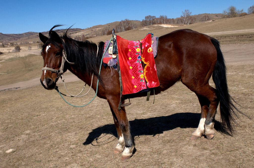 这是一匹好走马，跑起来相当爽，加速一直有推背感。